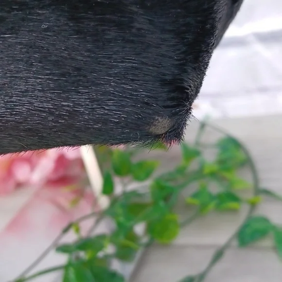 Guia's Made in Italy Calf Hair Bag - Picture 3 of 9